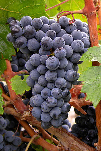 Cabernet Franc - francúzska odroda hrozna