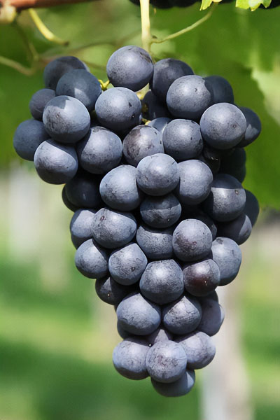 Carignan - španielska odroda hrozna