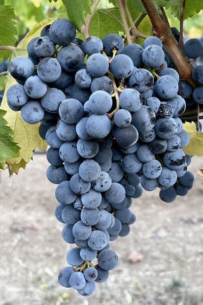 Malbec - francúzska odroda hrozna