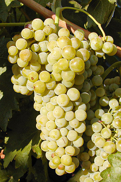 Verdejo - španielska odroda viniča
