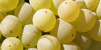 Odroda viniča Grenache Blanc